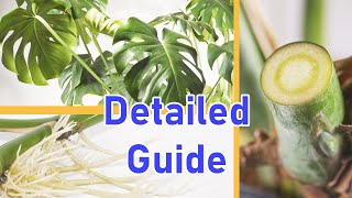 How To Propagate MONSTERA DELICIOSA 2 EASY Ways DETAILED [upl. by Eanehs148]