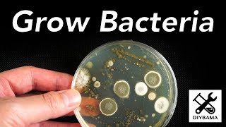 How to Grow Bacteria [upl. by Atrim249]