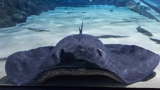 Facts The ShortTail Stingray [upl. by Dowzall342]