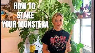 How To Stake Your Monstera Deliciosa [upl. by Annaoy]