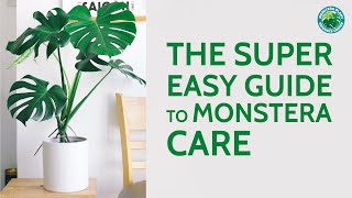 The Super Easy Guide to Monstera Care  Houseplant Resource Center [upl. by Mloc]