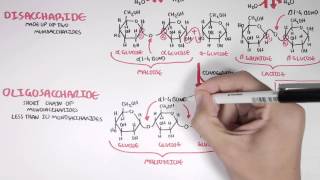 Biochemistry of Carbohydrates [upl. by Atteram290]