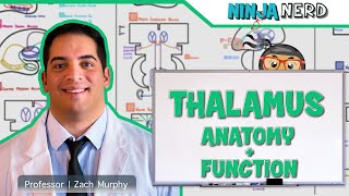 Neurology  Thalamus Anatomy amp Function [upl. by Tolmann]