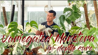 Maintaining variegation and buying guide for the variegated Monstera [upl. by Yelyab396]