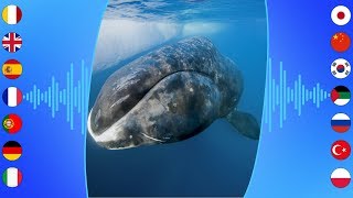 Aquatic Sounds Bowhead Whale [upl. by Miran]