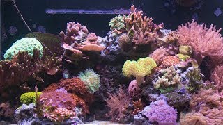 7 Months of Coral Growth in 30 Seconds [upl. by Orlov]