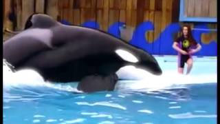 ❤In Memory of Keiko The Killer Whale  Free Willy❤ [upl. by Prichard]