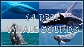 14 Whale Sounds REAL Recordings 1 Hr Loop  Deep Sea Underwater Sounds ♓ [upl. by Aened]