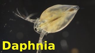 Daphnia [upl. by Werdma]