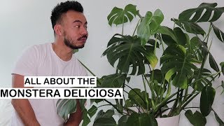 Monstera Deliciosa Care  Repotting  House Plants [upl. by Bevis]