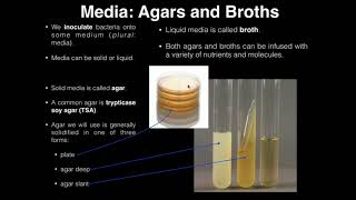 Lab Exercise 1 Introduction to Microbiology [upl. by Ailemak581]