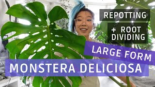 Monstera Deliciosa LARGE FORM Repotting amp Root Dividing [upl. by Niffirg178]