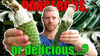 Can You Eat This DANGEROUS Fruit  Monstera Deliciosa Fruit Salad Plant Tasting [upl. by Veronike]