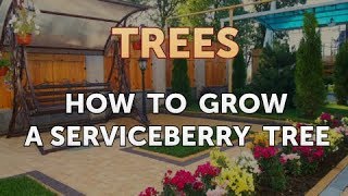 How to Grow a Serviceberry Tree [upl. by Oeflein]