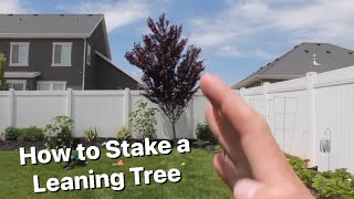 How to Fix a Leaning Tree [upl. by Reese]