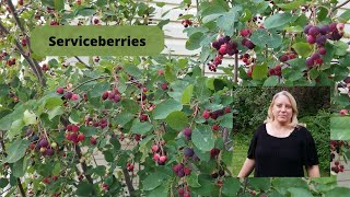 How to Grow and Care for Serviceberries [upl. by Kinsman]