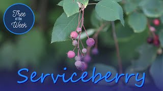 Tree of the Week Serviceberry [upl. by Garvin]