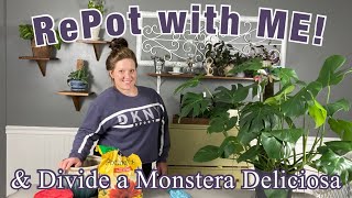 RePot with ME amp Divide Monstera Deliciosa Monstera Propagation by Division [upl. by Adnor]