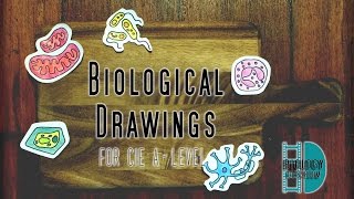 ALevel Biology  Perfect Biological Drawings in Paper 3 [upl. by Ielarol]