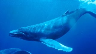 Haunting song of humpback whales [upl. by Backer689]