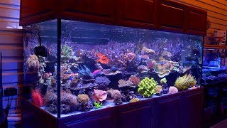 The 500 Gallon Reef Aquarium of Cris Capp  AquaticArt Inc [upl. by Myrle142]