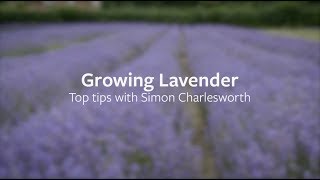 How to grow Lavender  Grow at Home  RHS [upl. by Ahseiyk905]