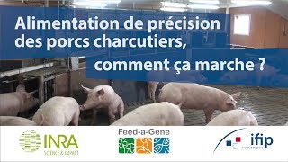 Alimentation de précision des porcs charcutiers  comment ça marche [upl. by Nosyerg725]