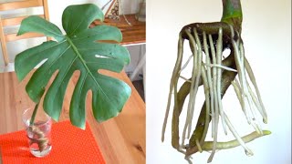 Monstera Cutting and Water Propagation  House Plant Ideas [upl. by Cuthbertson]