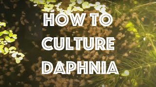 How To Culture Daphnia Magna [upl. by Werna]