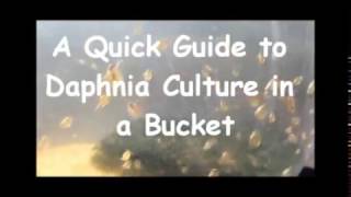 How to culture daphnia outside [upl. by Refinney]