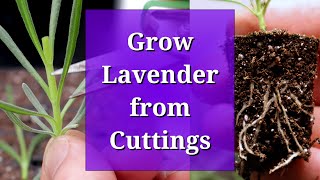 Grow Lavender from Cuttings [upl. by Gauldin351]