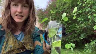 Saskatoon Berry Tree Propagation [upl. by Nosreg843]