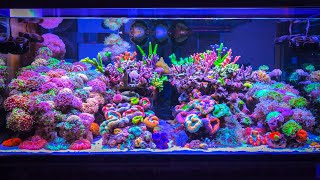 Is this the World’s Most Expensive Private Reef Tank Setup Saltwater Tank Tour [upl. by Nitza]