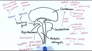 A2 Biology  The brain OCR A Chapter 137 [upl. by Malinda]