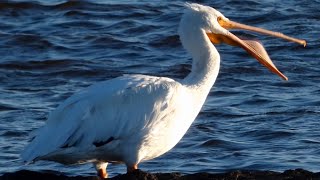 Pelican call sounds amp preening sleeping  American white  Bird [upl. by Eednar]