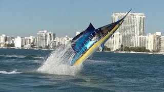 Seabreacher Sailfish hits Miami [upl. by Adabel]