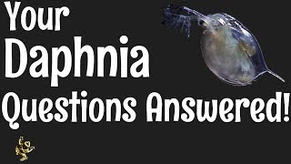 Daphnia Questions Answered [upl. by Shiff]