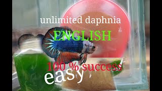 daphnia moina culture Easy way Unlimited production English  with sub Green water Chlorella [upl. by Ennylyak]