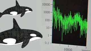 Web Extra Orca Sounds vs Underwater Noise  QUEST Northwest [upl. by Htirehc]