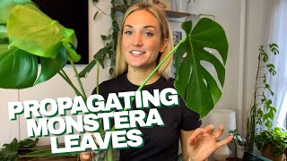 How to Propagate a Monstera  The RIGHT Way to Cut Your Monstera Leaves and Grow Roots in Water [upl. by Nezam334]