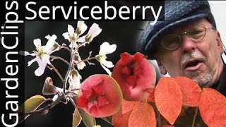 Serviceberry  Shadbush  Amelanchier  N American native flowering tree [upl. by Neened249]