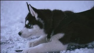 10 películas de Husky Siberiano [upl. by Eileek141]