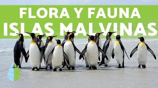 Flora y Fauna de las Islas MALVINAS [upl. by Giuseppe693]