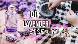 How To Make Lavender Essential Oil [upl. by Ravert]