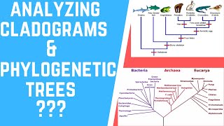 How to Analyze Cladograms amp Phylogenetic Trees [upl. by Ludlew336]