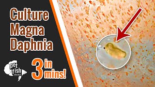 How to culture DAPHNIA MAGNA  The easy way [upl. by Adnolor]