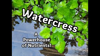 How to Identify Watercress [upl. by Lavena]