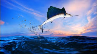 The Sailfish How It Became the Fastest Animal in the Ocean [upl. by Wolff]