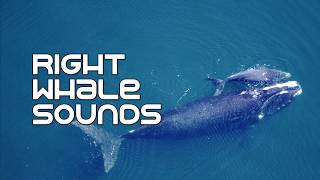 Right Whale Underwater Sounds [upl. by Undis920]