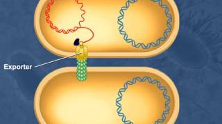 Bacterial Conjugation [upl. by Hemingway]